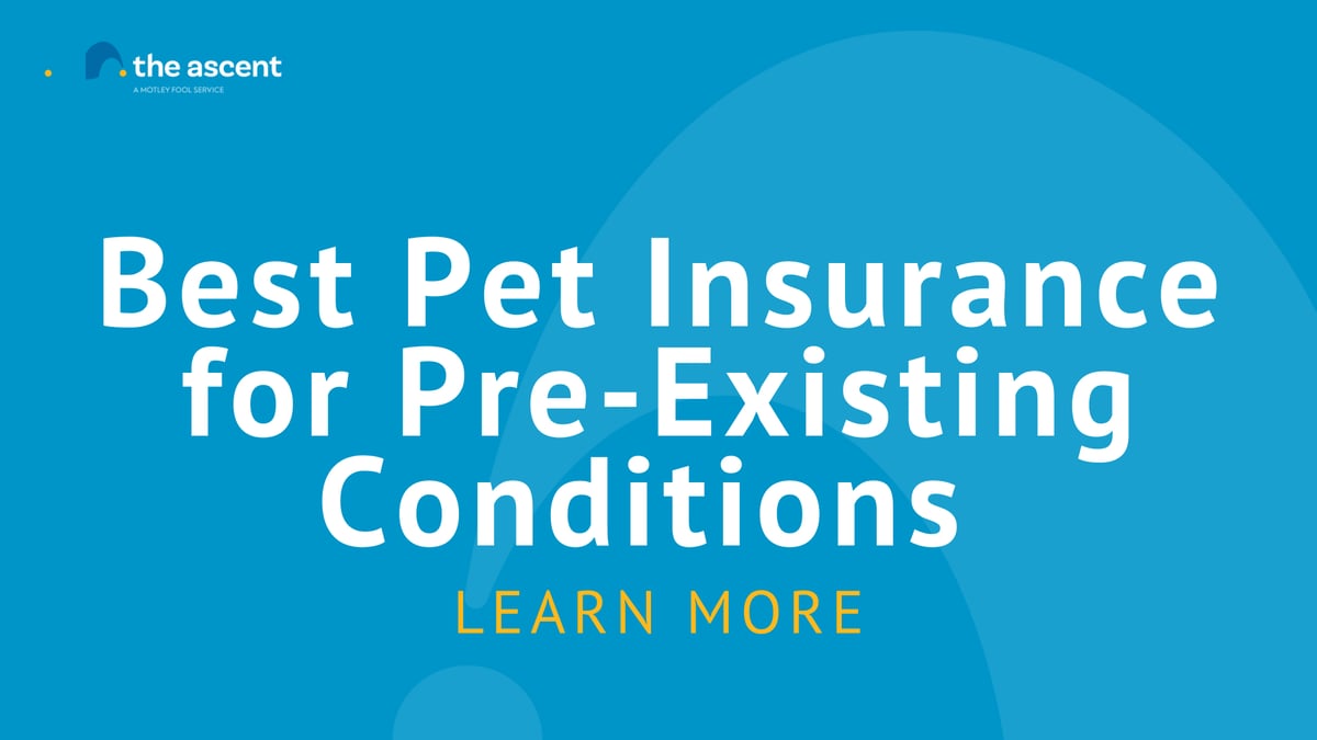 Best Pet Insurance for PreExisting Conditions The Ascent