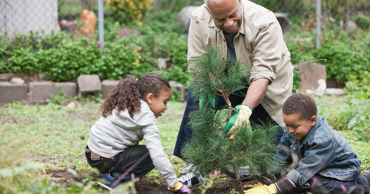 An older adult and two young children planting a small tree.