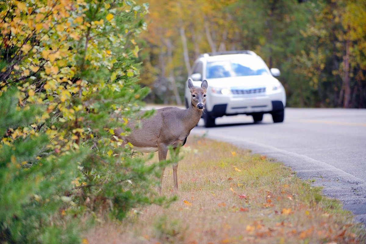 A deer standing on the edge of a forest road as a car drives toward it.