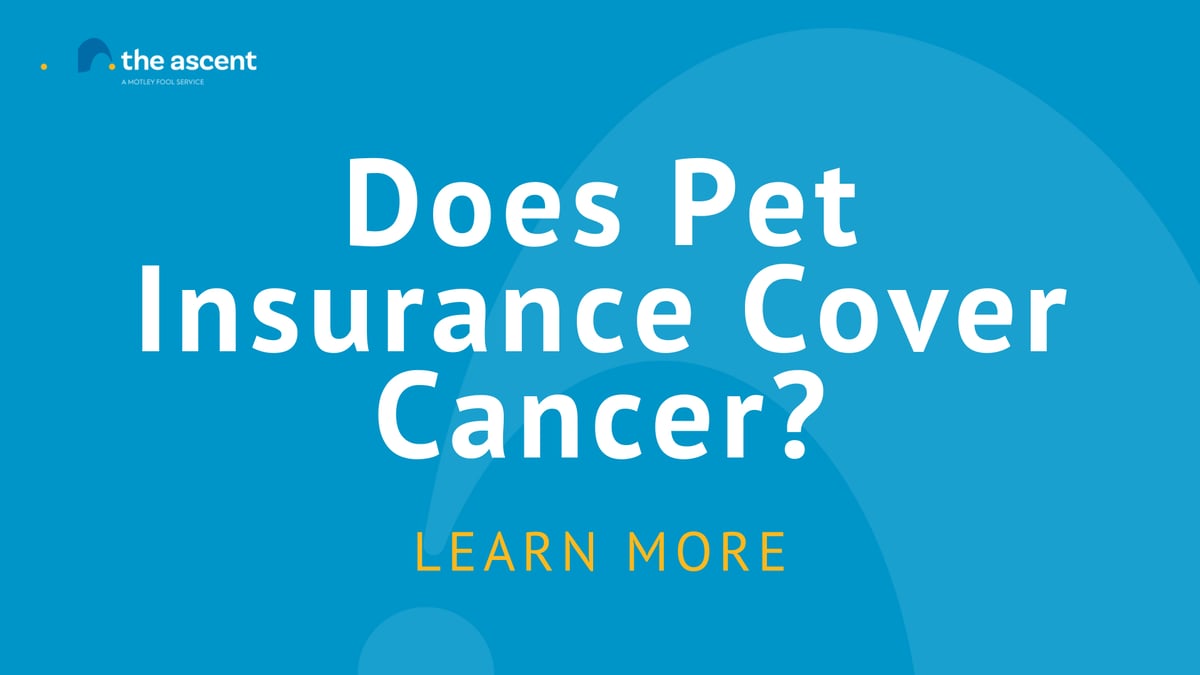 Cancer Coverage & Pet Insurance The Ascent