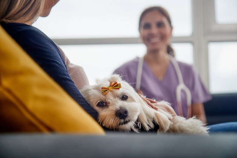 A dog sitting on it's owner's lap at the vet's office.