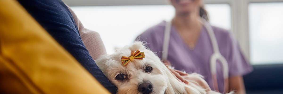 A dog sitting on it's owner's lap at the vet's office.