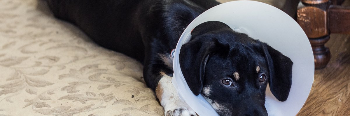 A sad dog lying on a bed and wearing a cone.