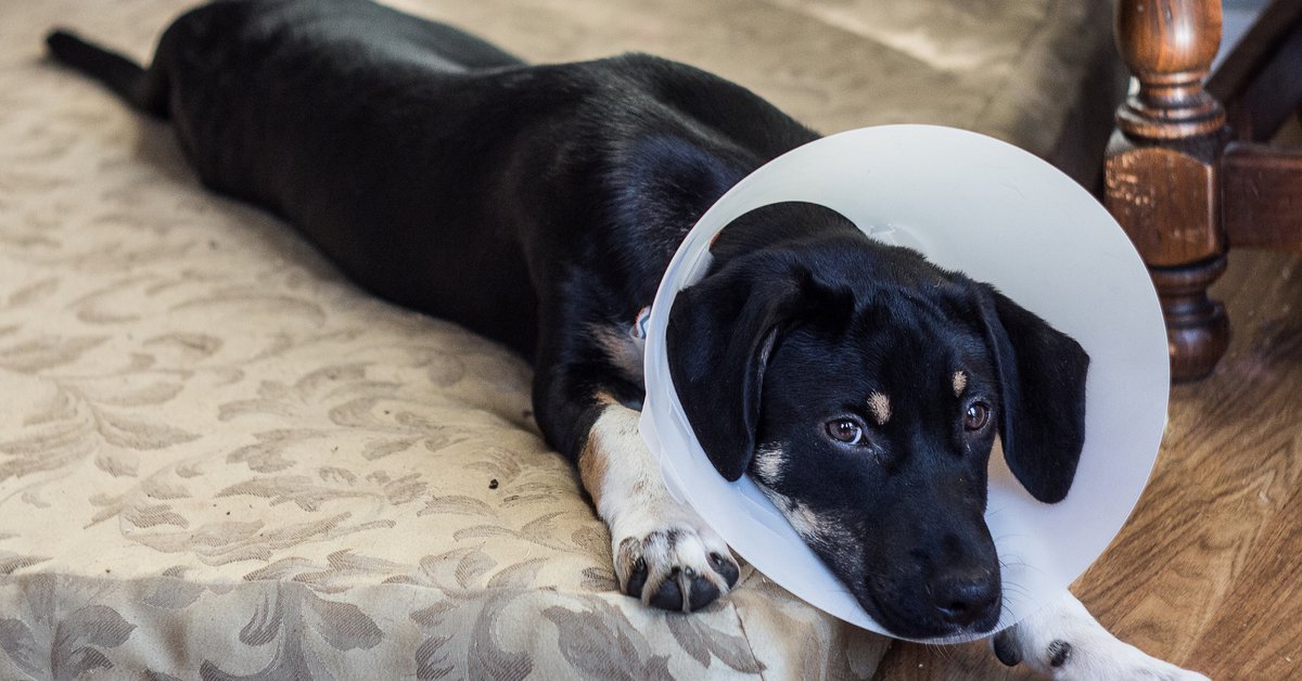 A sad dog lying on a bed and wearing a cone.