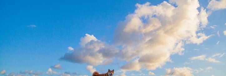 A shiba inu dog standing on a grassy hill in front of a blue sky with puffy white clouds.