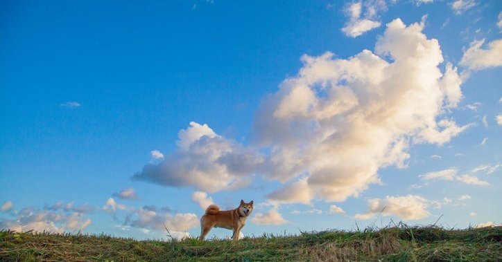 A shiba inu dog standing on a grassy hill in front of a blue sky with puffy white clouds.