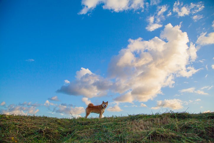 A shiba inu dog standing on a grassy hill in front of a blue sky with puffy white clouds.