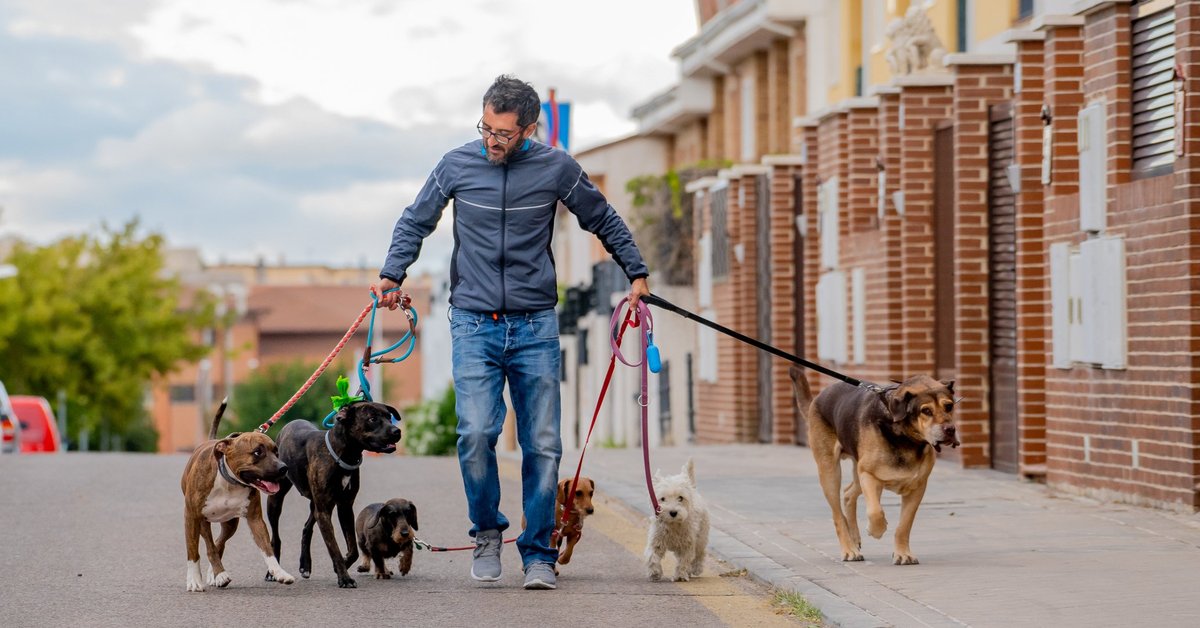A man walking several dogs on leashes down the street.
