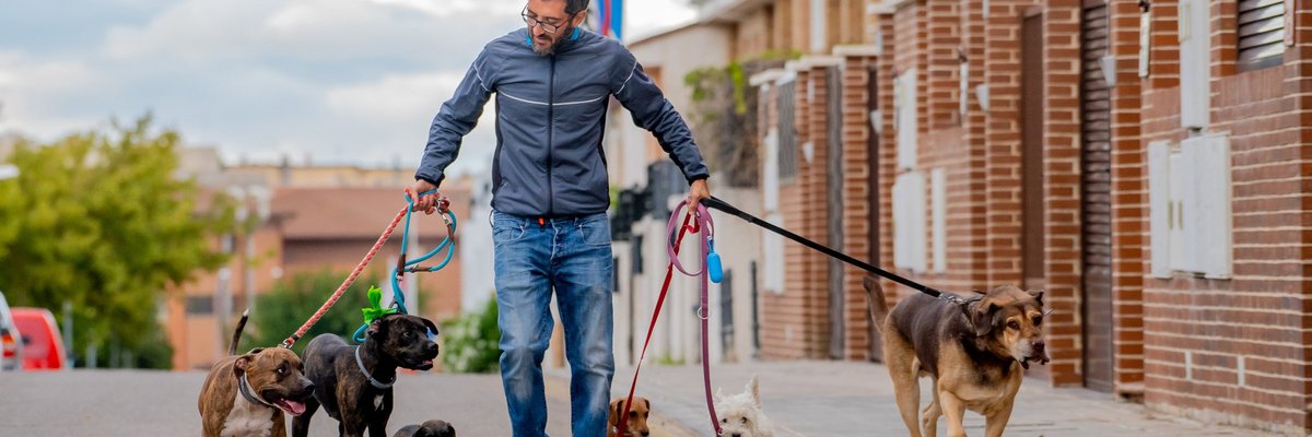 A man walking several dogs on leashes down the street.