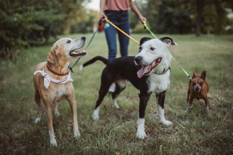 A dog walker with three dogs on leashes in a park.
