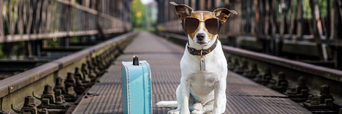 Dog wearing sunglasses sitting next to suitcase