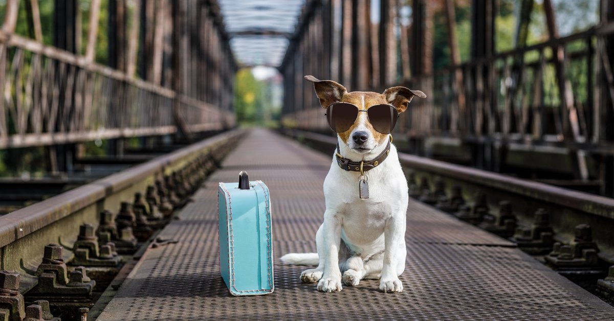 Dog wearing sunglasses sitting next to suitcase