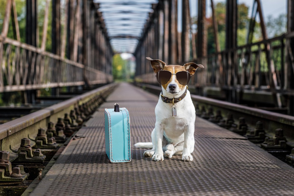Dog wearing sunglasses sitting next to suitcase