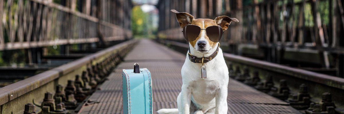 Dog wearing sunglasses sitting next to suitcase