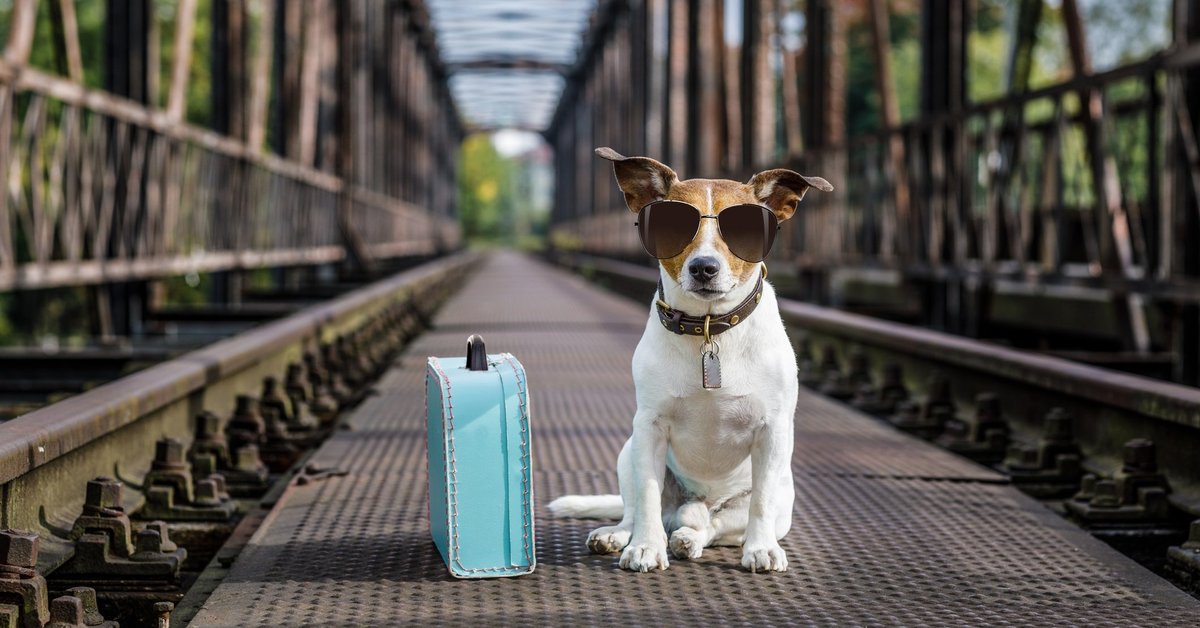 Dog wearing sunglasses sitting next to suitcase