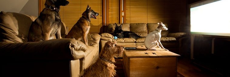 Five dogs sitting on couches and watching TV.