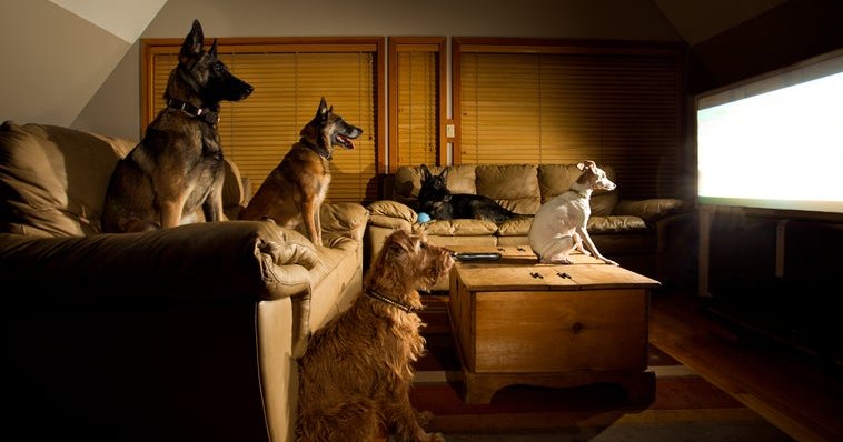 Five dogs sitting on couches and watching TV.