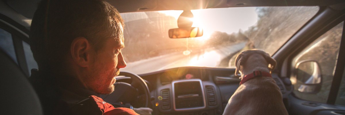 A person driving a car down a sunny road with a dog in the passenger seat.