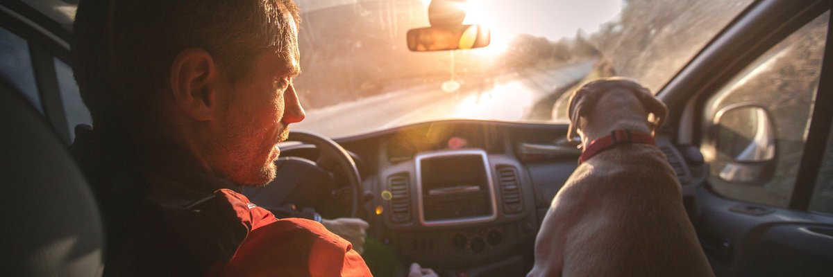 A person driving a car down a sunny road with a dog in the passenger seat.