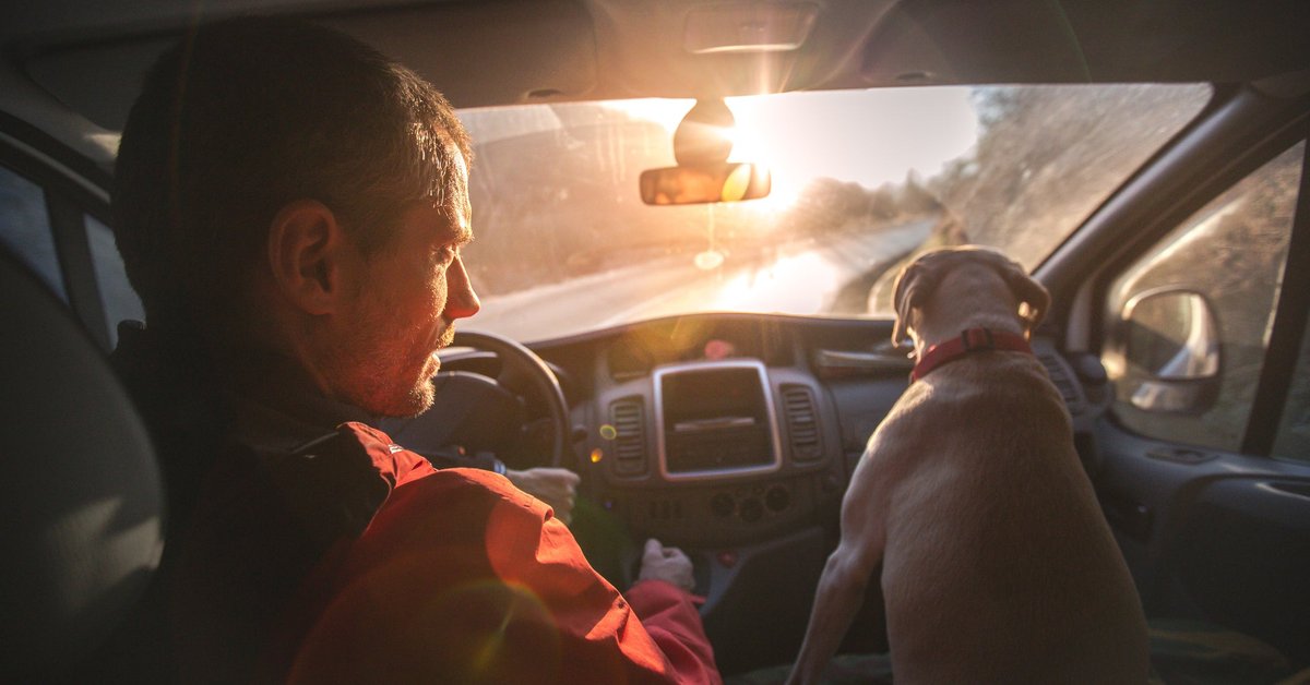 A person driving a car down a sunny road with a dog in the passenger seat.
