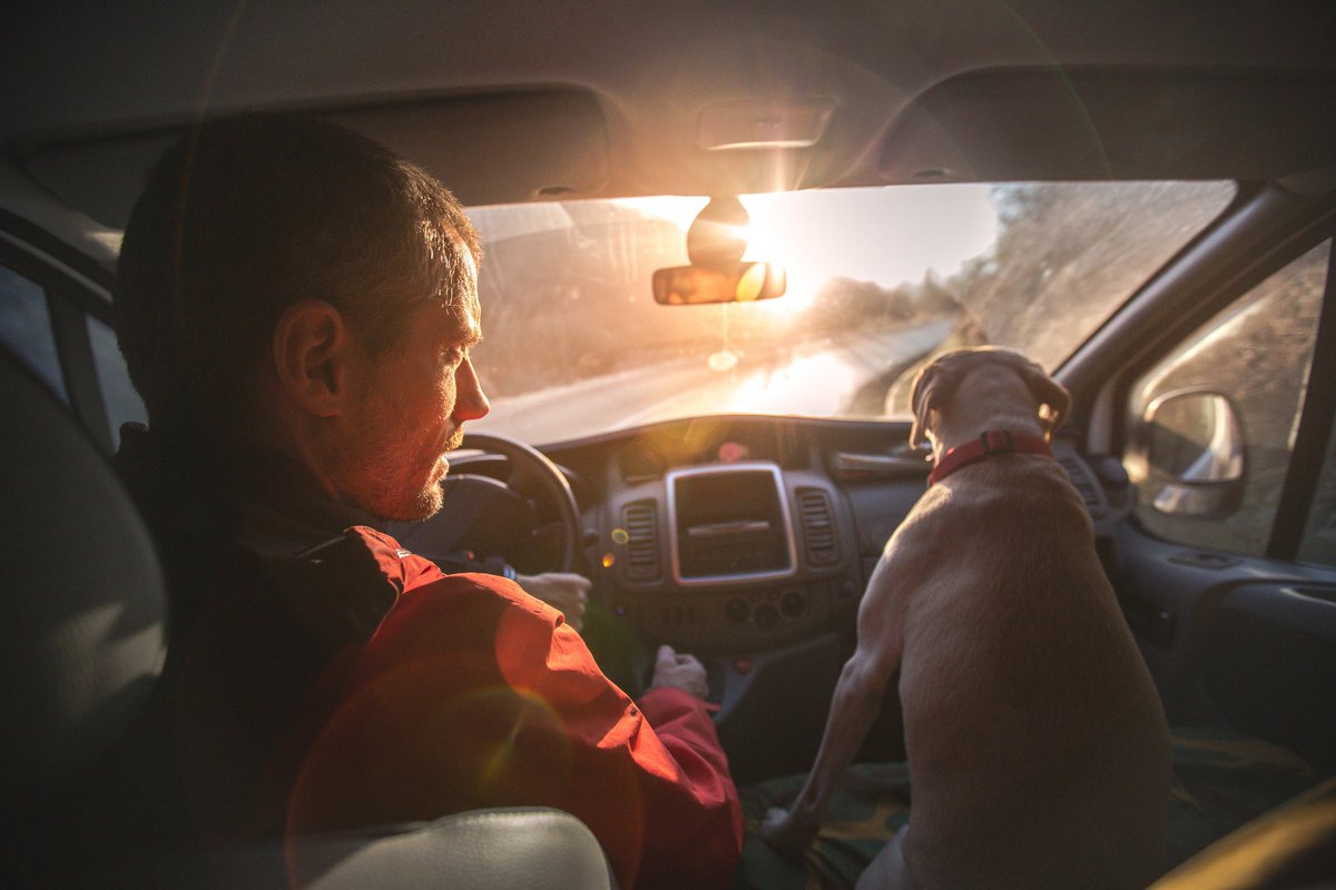 A person driving a car down a sunny road with a dog in the passenger seat.