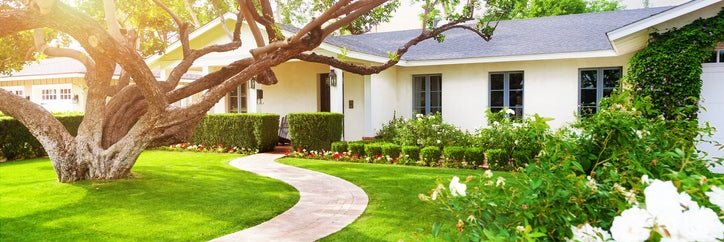 The sunny front yard of a house with a big green lawn and a large tree.
