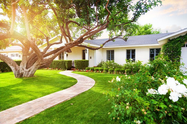 The sunny front yard of a house with a big green lawn and a large tree.