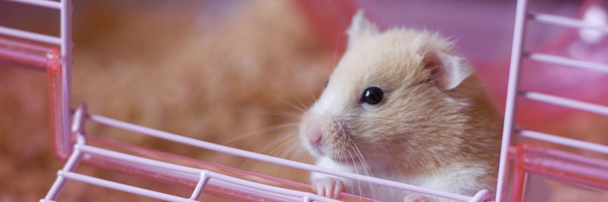 A hamster peeking out the door of its cage.
