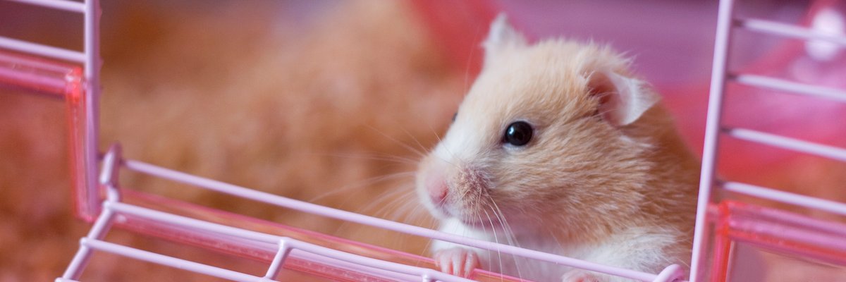 A hamster peeking out the door of its cage.