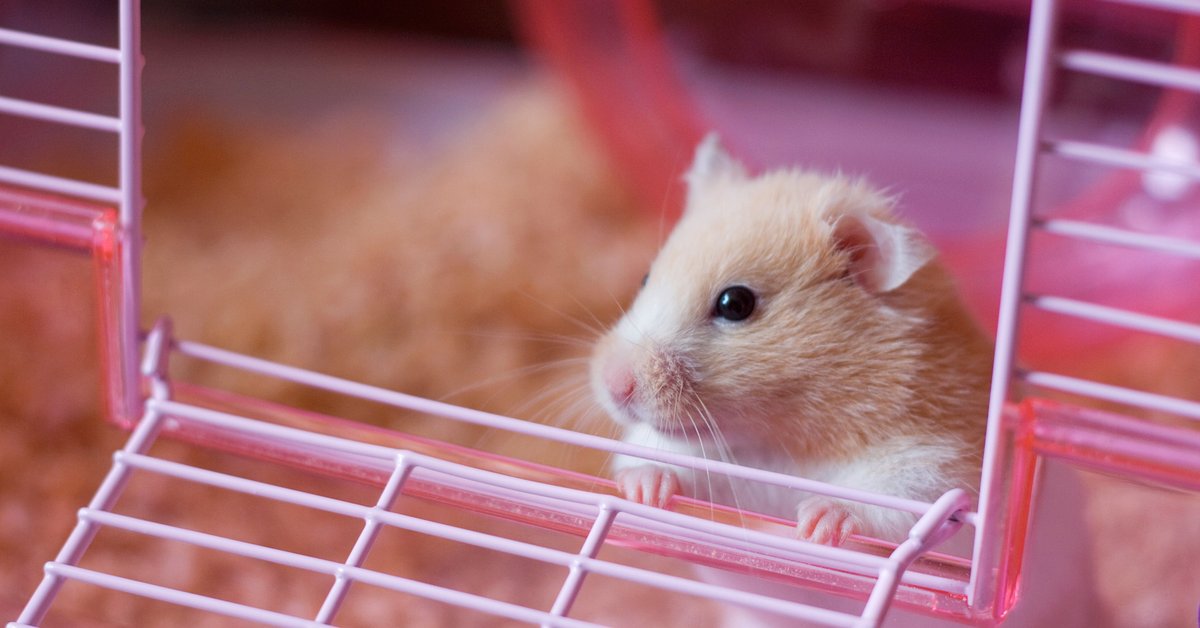 A hamster peeking out the door of its cage.