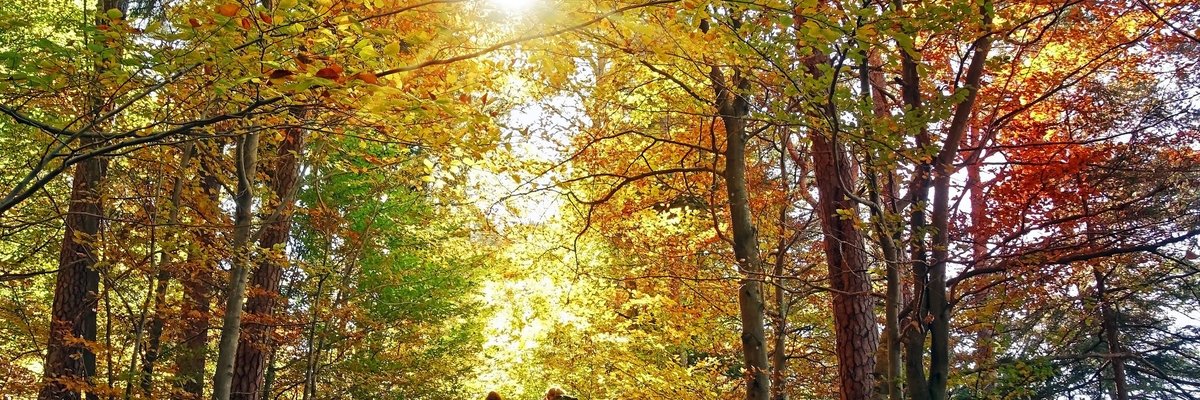 Two people hiking through sunny woods in autumn with their dog.