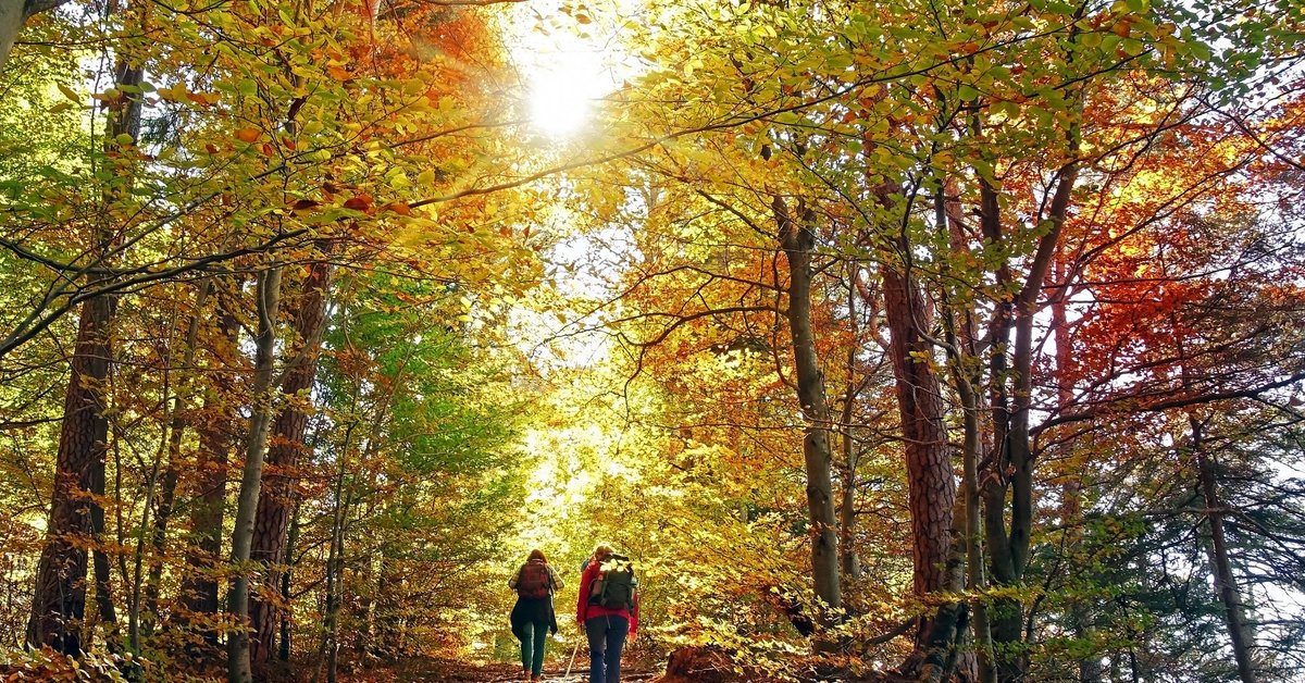 Two people hiking through sunny woods in autumn with their dog.
