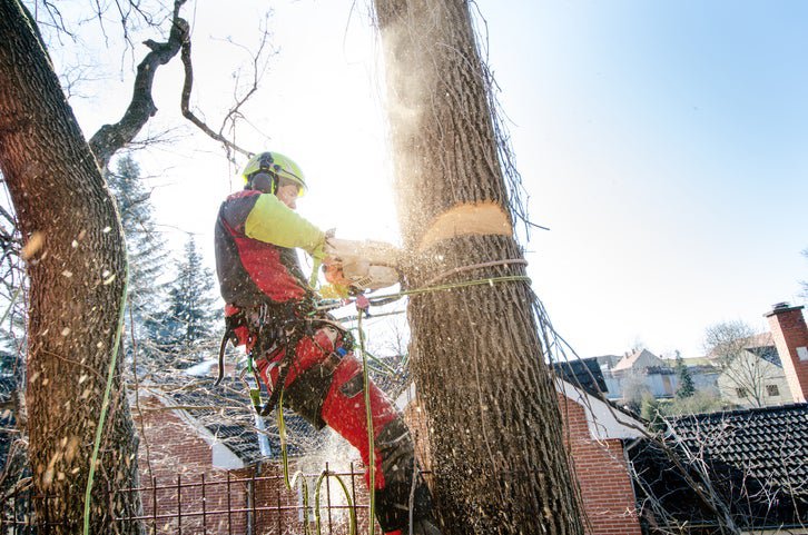 A man roped to a tree and cutting it down with a chainsaw with houses in the background.