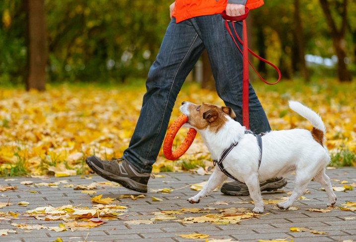 A man walking a small dog on a leash with a toy in its mouth through a park filled with fall leaves on the ground.