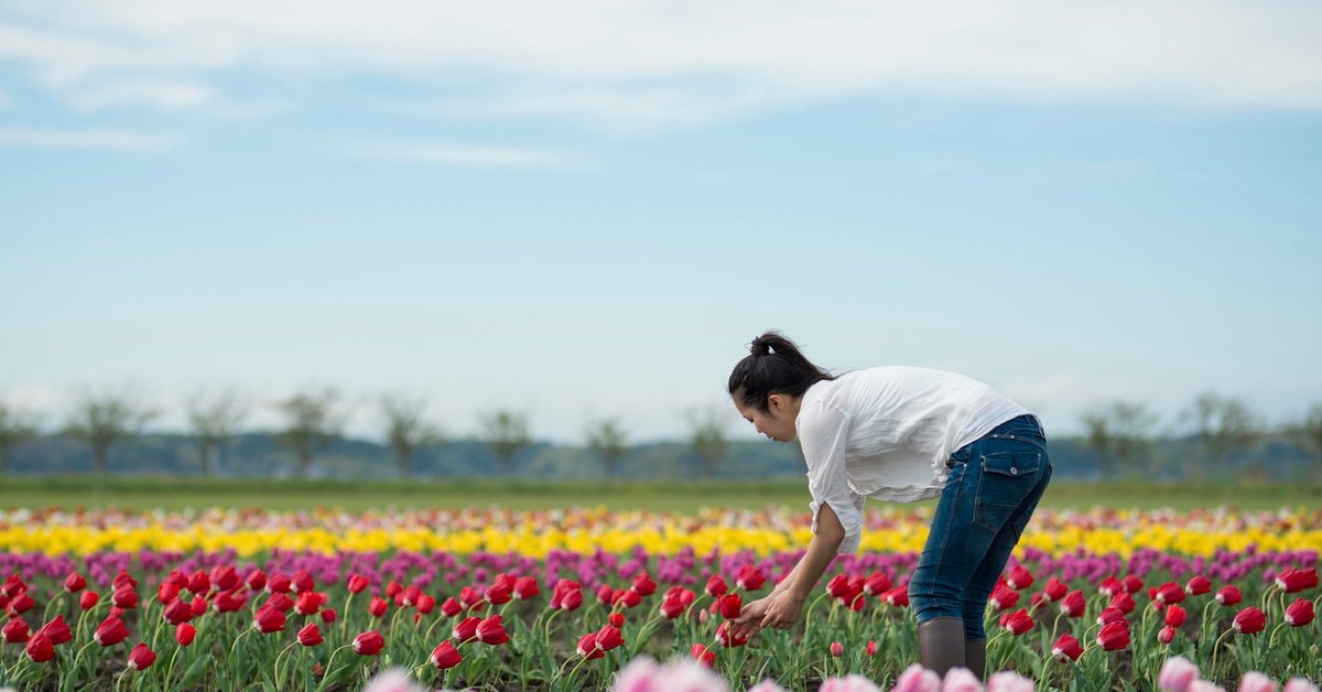 A person standing in a field of colorful tulips.