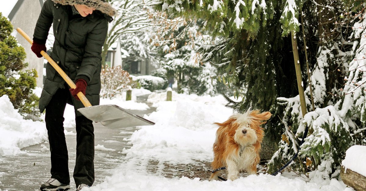 A person shoveling snow off their sidewalk with their dog next to them.