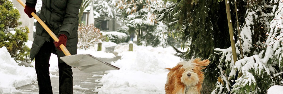 A person shoveling snow off their sidewalk with their dog next to them.