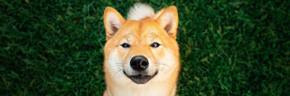 A shiba inu looks up at the camera