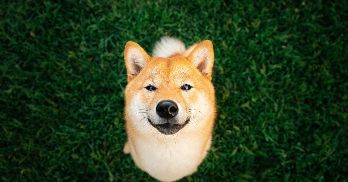 A shiba inu looks up at the camera