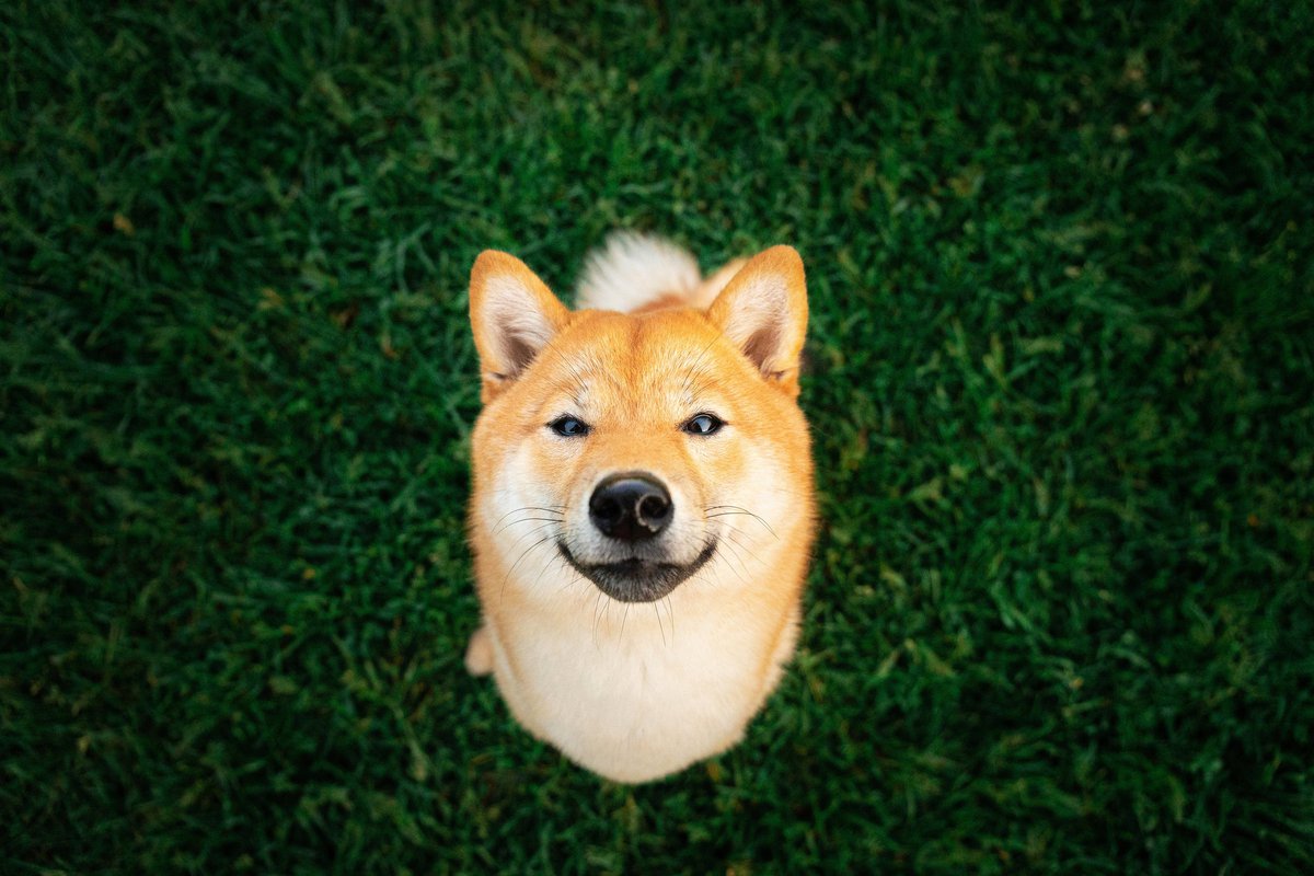 A shiba inu looks up at the camera