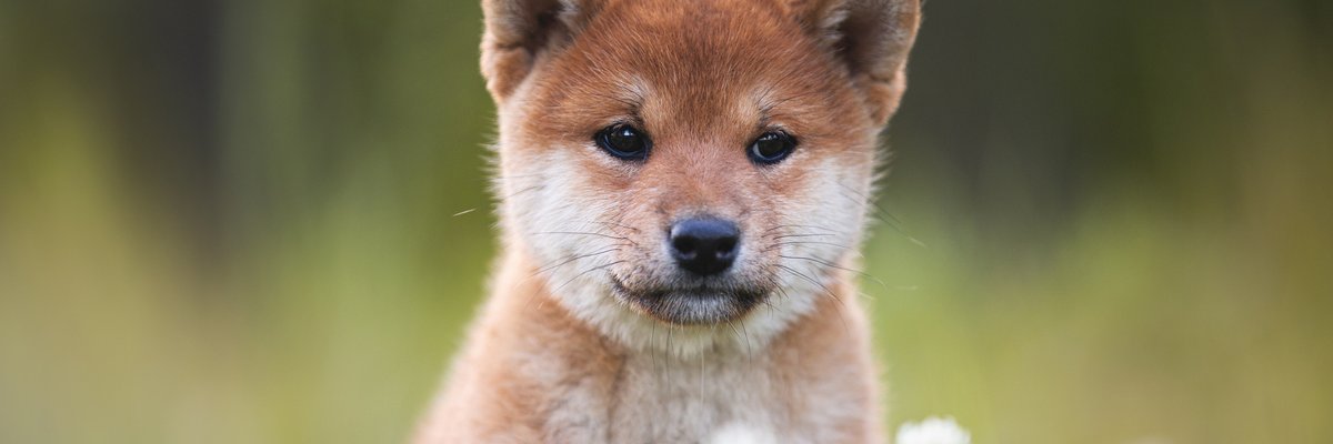 A shiba inu puppy sitting in a grassy field with wildflowers.