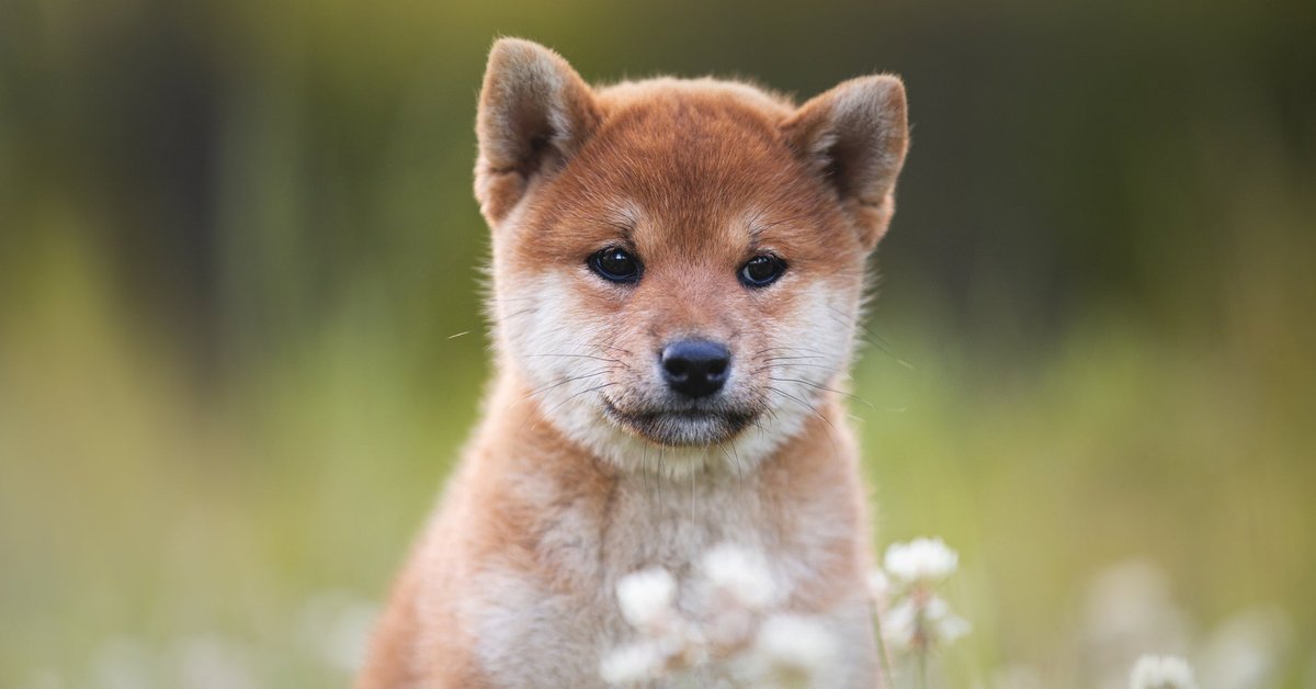A shiba inu puppy sitting in a grassy field with wildflowers.
