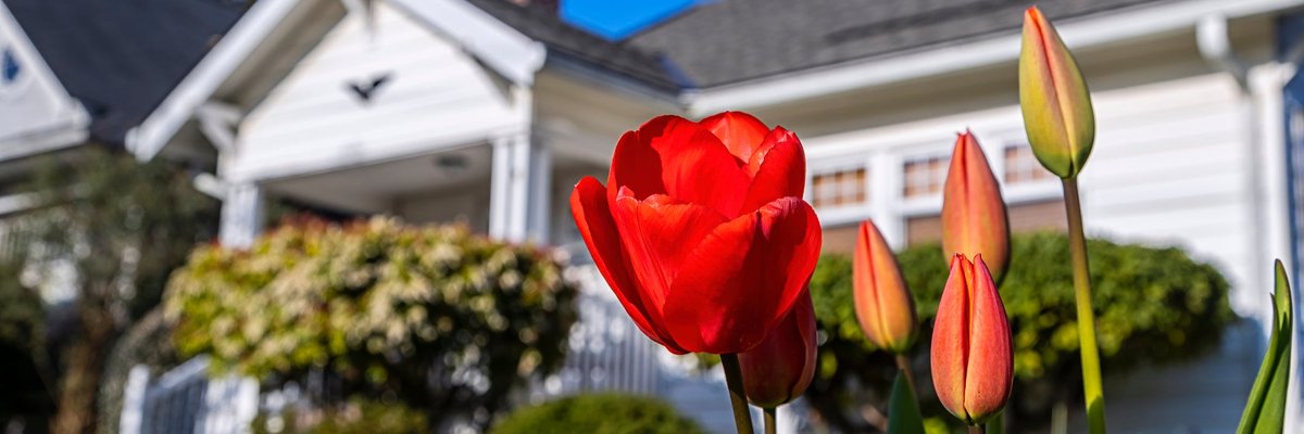 A sunny yard in front of a house with tulips blooming.