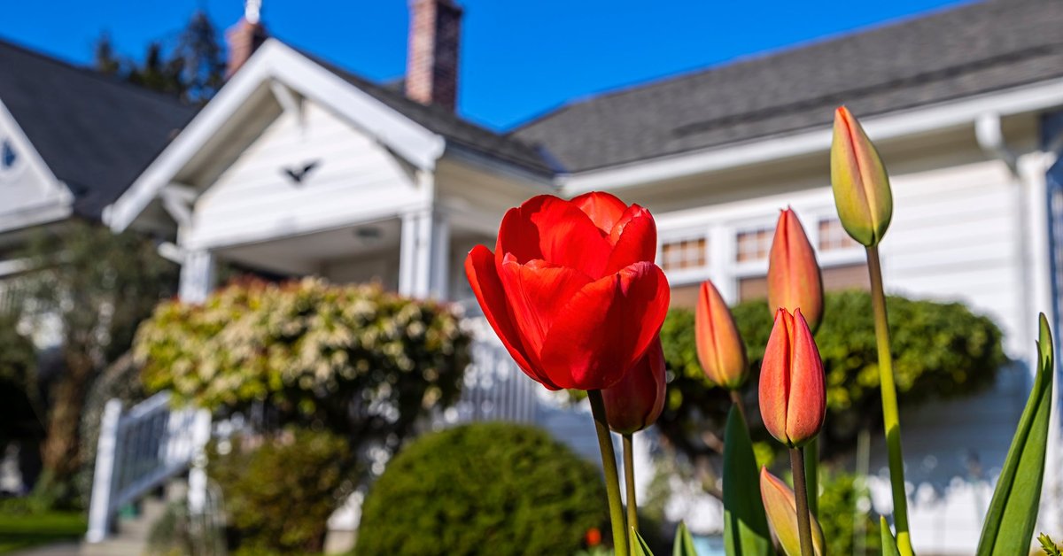 A sunny yard in front of a house with tulips blooming.