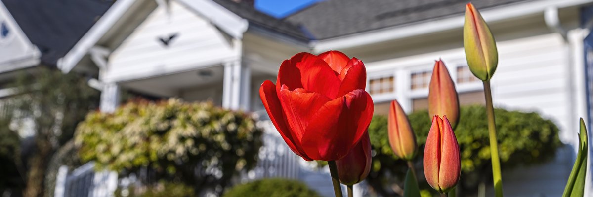 A sunny yard in front of a house with tulips blooming.