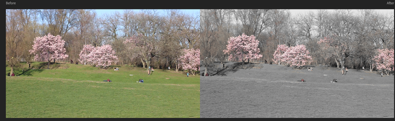 Before and after color grade of a park shot with trees.