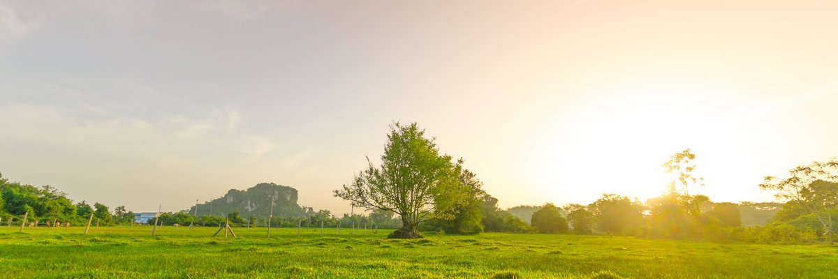 A sunny vacant property filled with grass and trees.