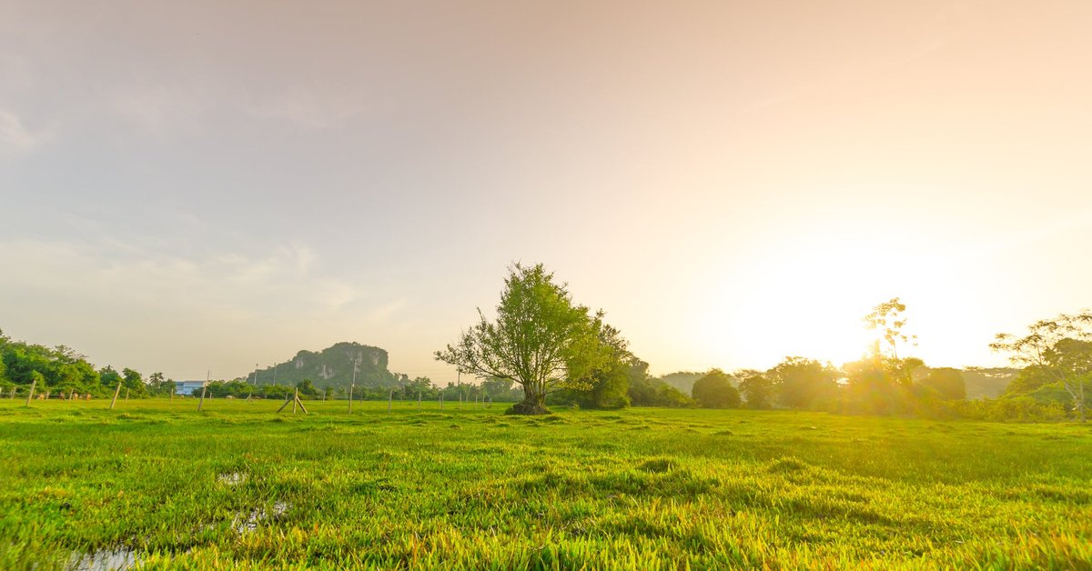 A sunny vacant property filled with grass and trees.