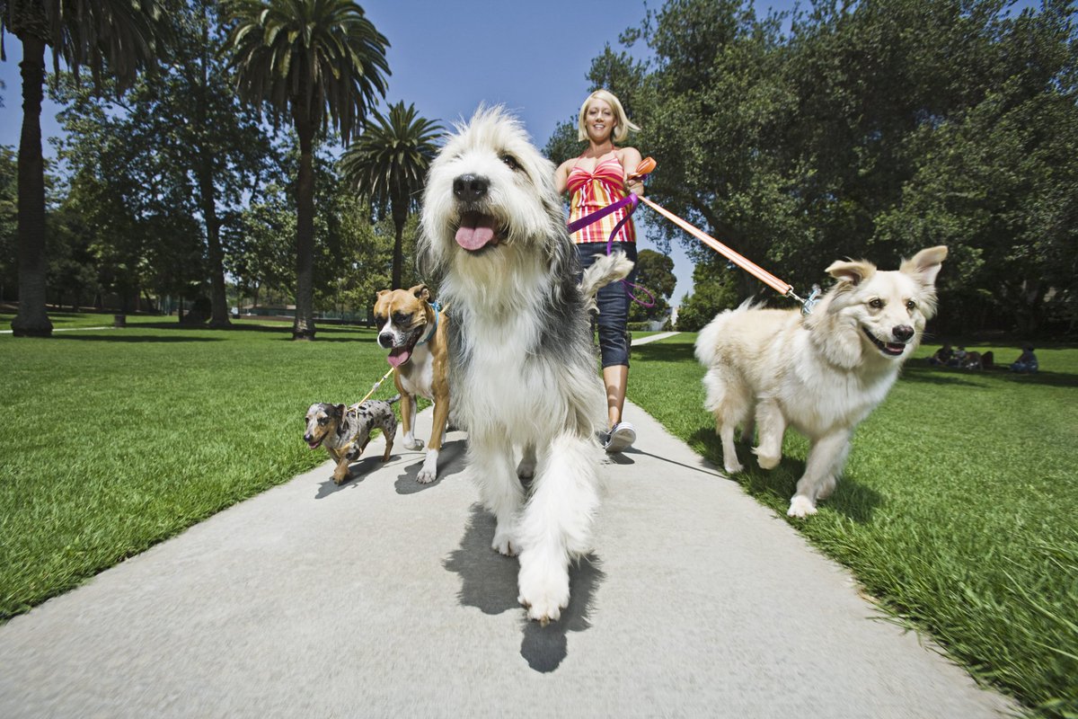 A woman walks a bunch of dogs.