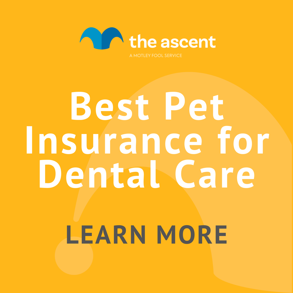 Best Pet Insurance for Dental Care The Motley Fool
